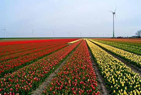 veld met tulpen met windmolen