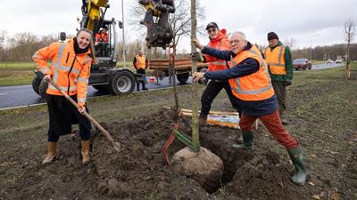 Wethouder Sjaak Kruis helpt bij het planten van één van de bomen langs de Houtribdreef